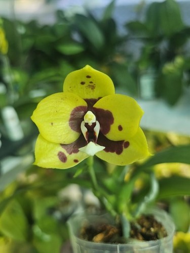 Phalaenopsis yaphon black - phalaenopsis,