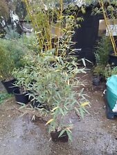 Phyllostachys Aurea golden cane bamboo LIVE LARGE CLUMP screening 2-3ft BUSHY 