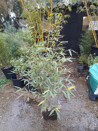Phyllostachys aurea golden - aurea,