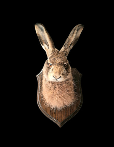 Taxidermy european hare mask - taxidermy,