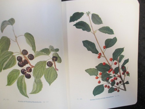 Wayside woodland trees - wayside, &