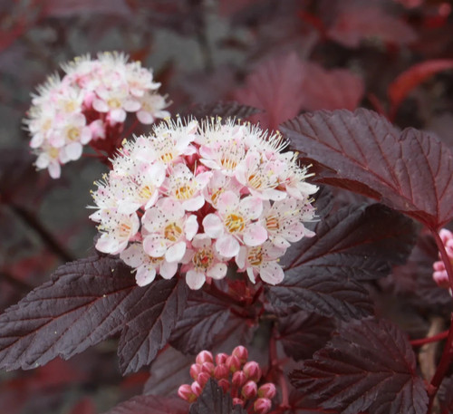 Physocarpus opulifolius - ,