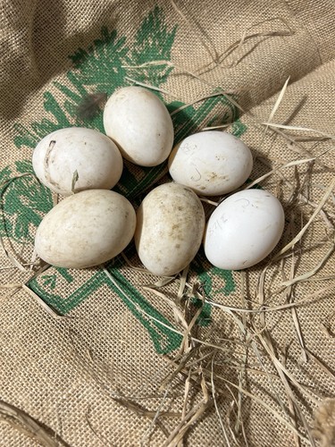 Crested duck hatching eggs - ,