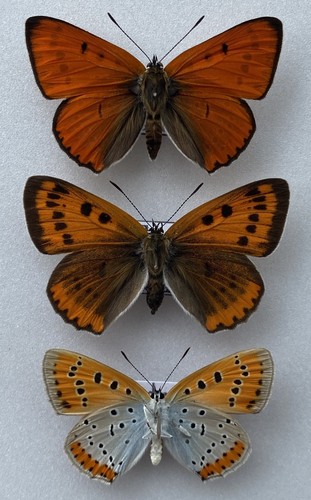 Trio first generation - first,