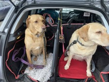 Guardsman dog guard and - dog,