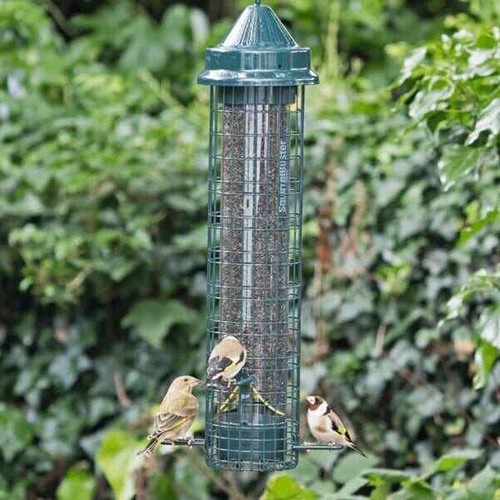 Brome squirrel buster finch - brome,