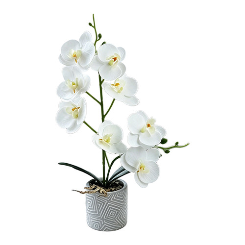 Phalaenopsis orchid fake - orchid,