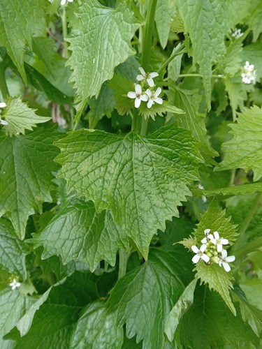 Garlic mustard jack the - jack,