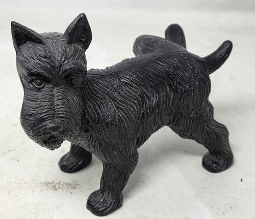 Scottish terrier naughty - 2,