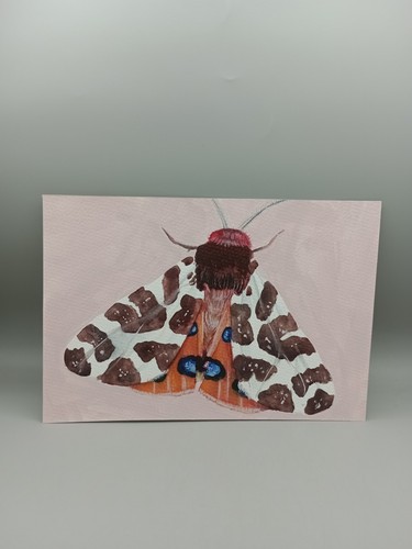 Original garden tiger moth - tiger,