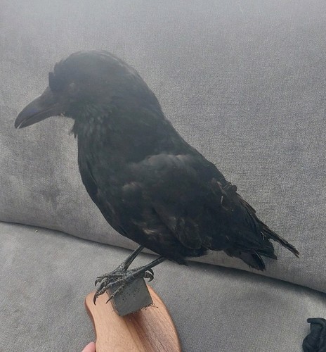 Carrion crow - carrion,