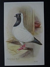 Bird Theme THE NUN PIGEON - A.J Simpson c1908 Postcard by Feather World