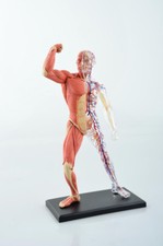 Human muscle and skeleton - human,