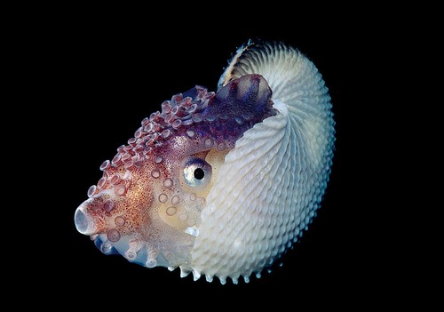 Paper nautilus argonaut - paper,