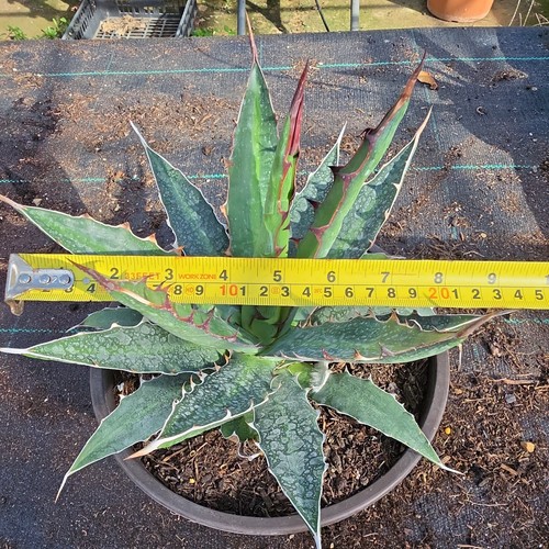 Agave lophantha inch single - agave,