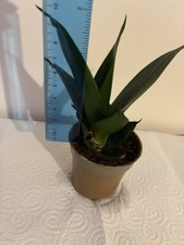 Sansevieria h to 15-20sm. In