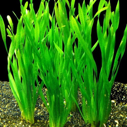Vallisneria asiatica tropical - vallisneria,