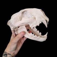 Replica resin mountain lion