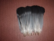 20 PIGEON TAIL FEATHERS FLY