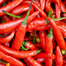 Chilli Plants - 'Cayenne' - 12