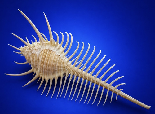 Spiny murex pectan - spiny,