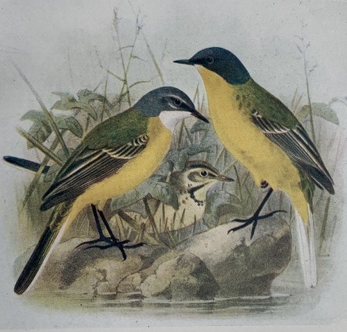 Blue headed wagtail birds - wagtail, of