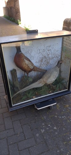 Antique victorian taxidermy - antique,