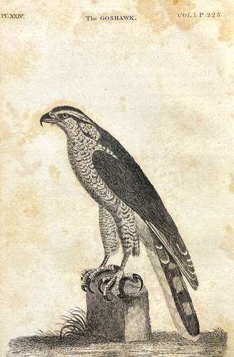 Antique bird engraving 1776 - antique,