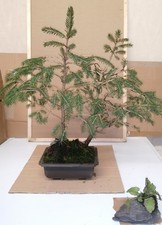 spruce bonsai tree. Evergreen