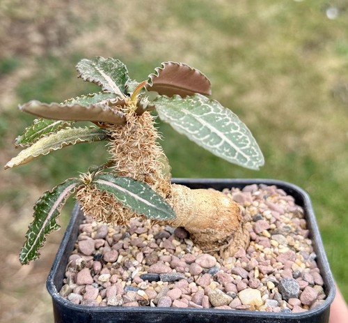 Euphorbia francoisii var - euphorbia,