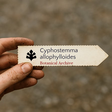 Cyphostemma allophylloides