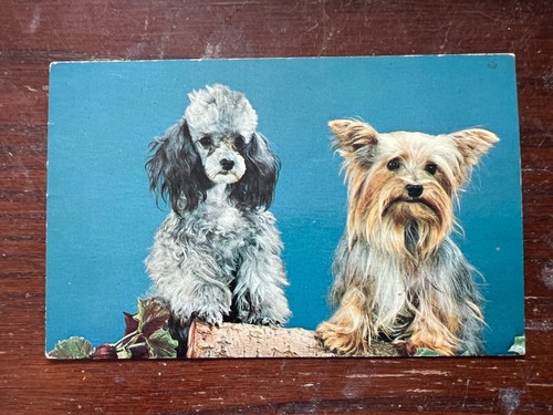 Toy poodle yorkshire terrier - poodle,