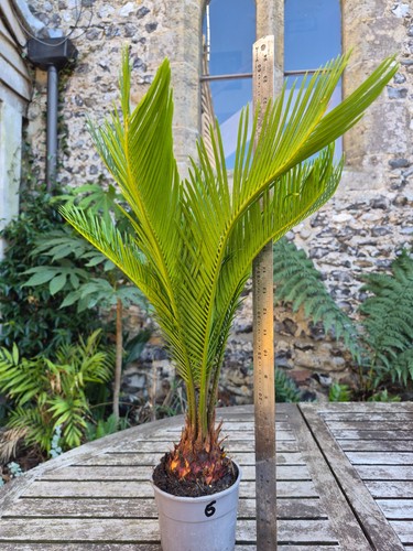 Cycas revoluta sago palm 12cm - revoluta,