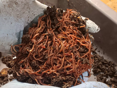 Red wigglers worm blend - red,