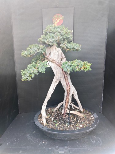 Tanuki needle juniper bonsai - )tanuki,