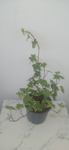 Hedera ivy evergreen plant - hedera,