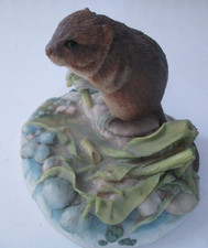 Teviotdale Water Vole