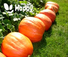 VEGETABLE - PUMPKIN GOLIAS 10 seeds - LARGE UP TO 30 KG - Carving pumpkin seeds