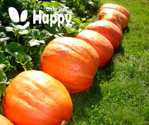 Vegetable pumpkin golias - pumpkin,