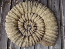 large Ammonite fossil stone