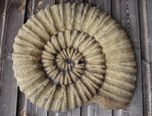 Large ammonite fossil - ammonite, stone
