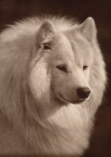 Samoyed dog greeting card - samoyed,