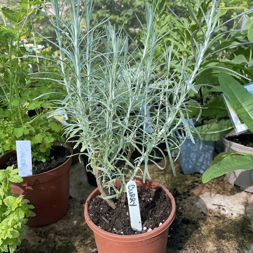 Large curry herb - curry,