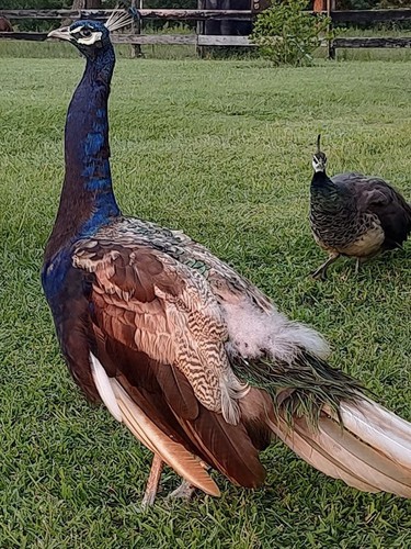 Purple peacock peafowl - 4,