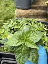4 x Bangladeshi Naga Plant