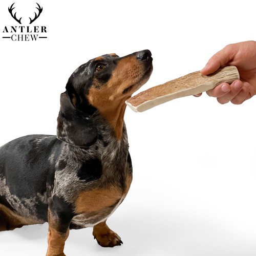 Elk antler dog - chew, natural