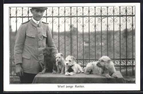 Postcard female dog with - female,