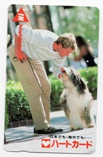 BEARDED COLLIE LOVELY DOG