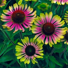 Perennial Plants, Echinacea