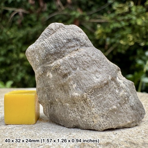 Rare fossil coral - rare,